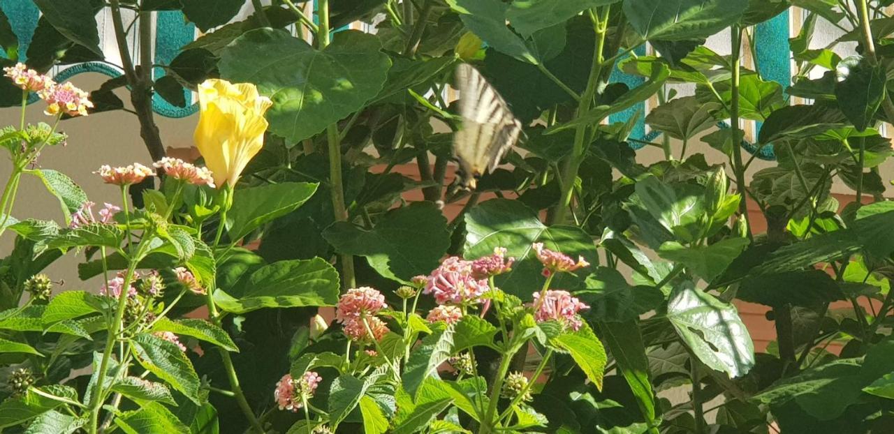 Appartamento Con Giardino Sul Mare Gallipoli Ngoại thất bức ảnh
